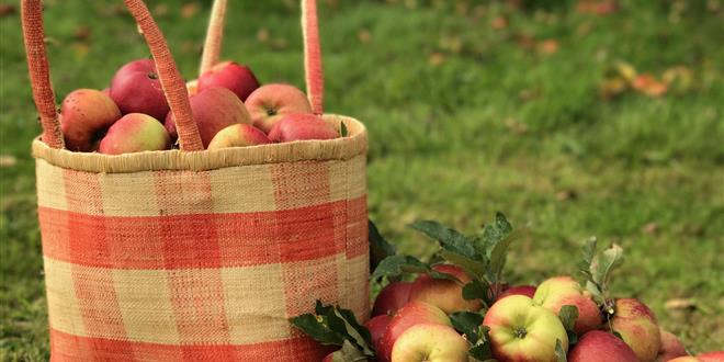 Norman Apples - Bellevue Hotel