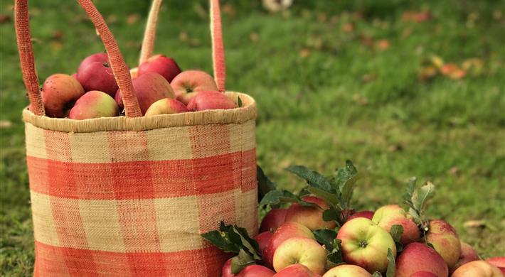 Norman Apples - Bellevue Hotel