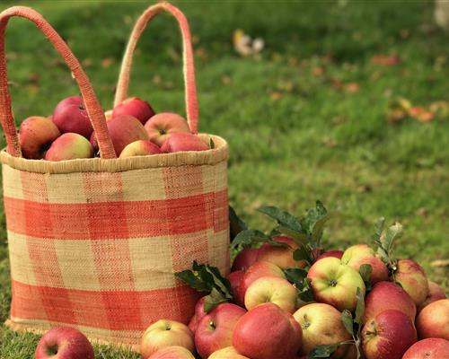 Norman Apples - Bellevue Hotel