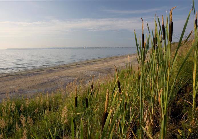 Nature, Normandy flora - Bellevue Hotel